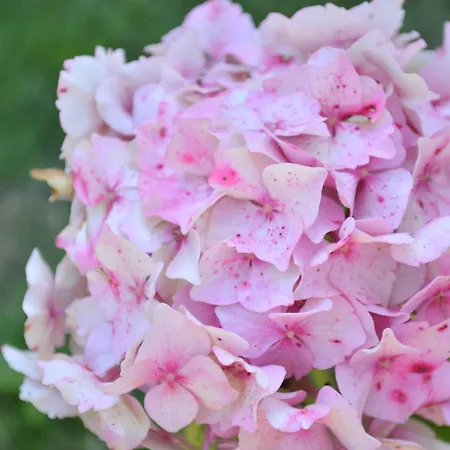 D'hotes Les Nympheas Pensionat